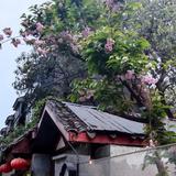 海棠花依旧头像