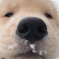 活捉一只皮皮梁头像