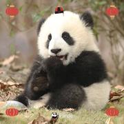 sthlh的个人资料头像