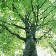 蓝冰雪松的个人资料头像