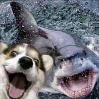 投桃报李先生头像