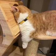 渐秋的个人资料头像