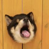 尹纪人头像