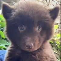 山东小憨熊头像