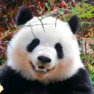 小猪爱熊猫头像