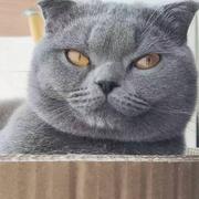 鱼腥芳草的个人资料头像