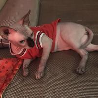 冰糖炖雪梨同款头像