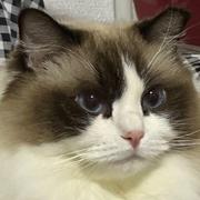 不知名三心的个人资料头像