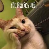 智慧橙子3n2头像