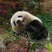 仓樱拍子的个人资料头像