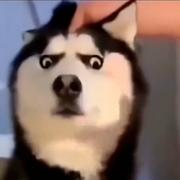 爱吃喵桑的鱼的个人资料头像