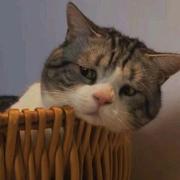 Bourbon的个人资料头像