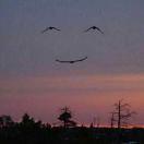 东炬的个人资料头像