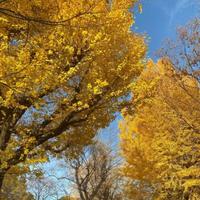 不凡梦想4CX头像