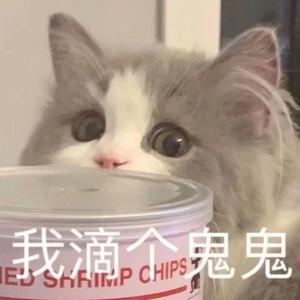 蹲下放猫猫头像