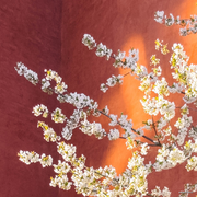 Ssiswent的个人资料头像