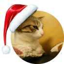 KingsSoul的个人资料头像