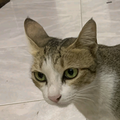 放猫娃头像