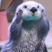 泥头创创的个人资料头像