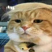 你特喵个咪的个人资料头像