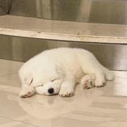 带骨头的鱼兀的个人资料头像