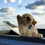 大傻瓜985的个人资料头像