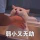 篮弟弟 · 宝马3系车主·车龄3年头像