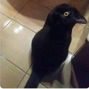 是猫还是鸦全凭眼色的个人资料头像