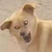 无所求故无所忧的个人资料头像