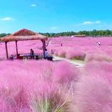 时髦的橙子呀头像