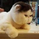 lbao的个人资料头像