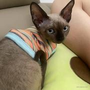 半夜里咳嗽的狼的个人资料头像