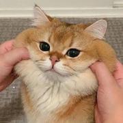 开心市民小郑的个人资料头像