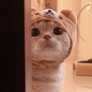 nullwuwu的个人资料头像