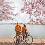 梧桐树下好乘凉丶头像