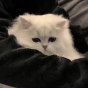 我太馋了的个人资料头像