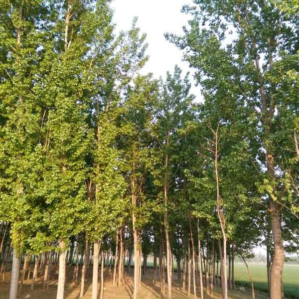 用户751659661546头像