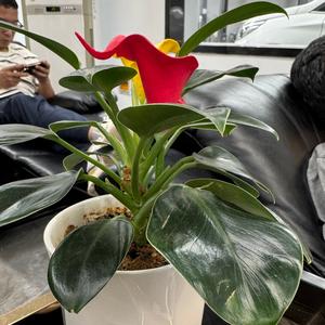 家常美食生活秀头像