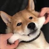 往狗蛋头像