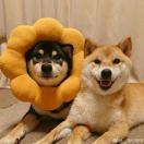 Not的个人资料头像