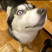 码农5号的个人资料头像