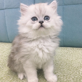 黑钻不死心头像