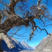 高行81的个人资料头像