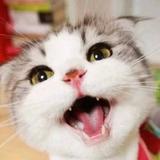 梦想吃猫的咸鱼头像