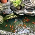 音乐随风扬头像