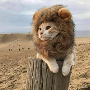 树懒丶先生的个人资料头像