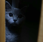 Jimson_Shen的个人资料头像