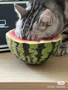 给你一锤子的个人资料头像