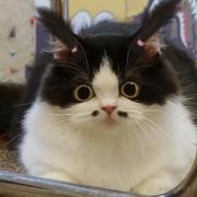 Amiuao的个人资料头像