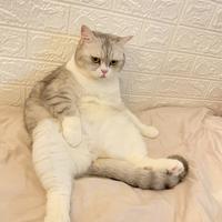 猫猫说车懂车帝版头像